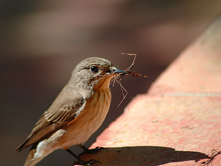 Ein kleiner, brauner Vogel