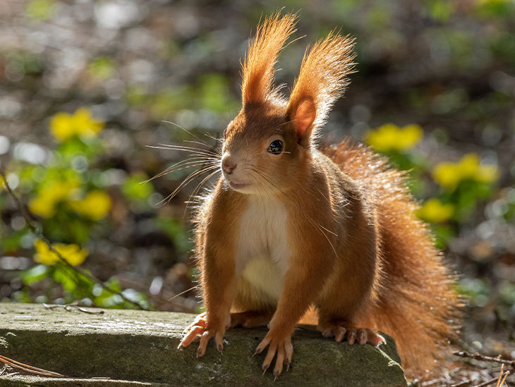 Ein rotes Eichhörnchen