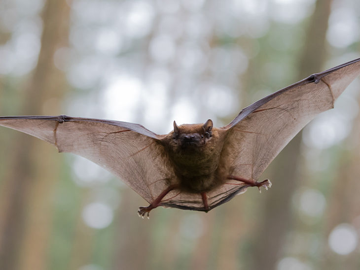 Eine Fledermaus die fliegt
