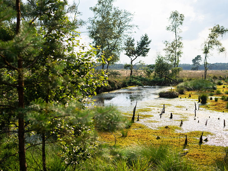 Natur mit Bäumen und Vögeln am Fluss