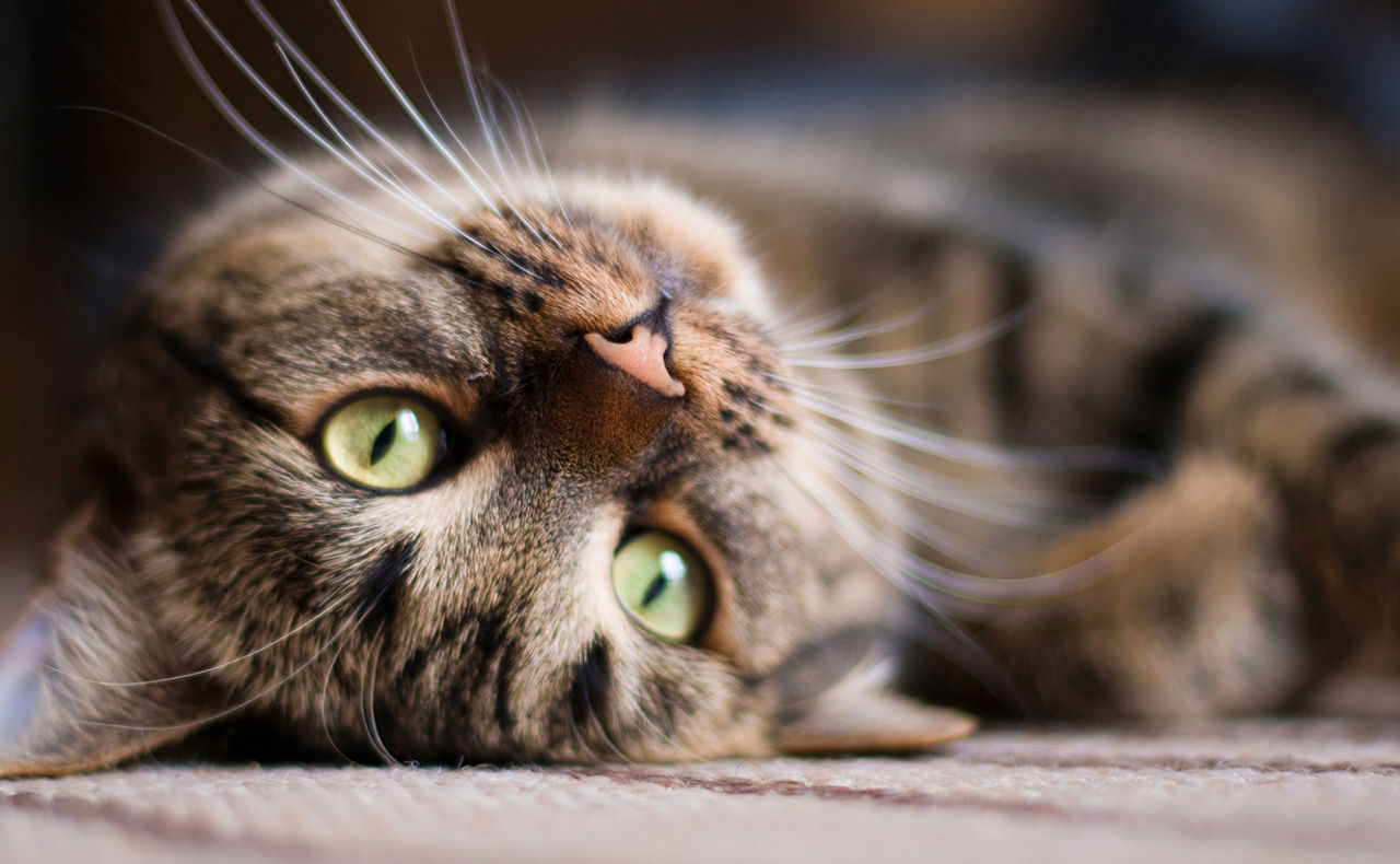 Katze liegt mit dem Rücken auf dem Boden