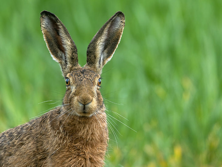 Osterhase