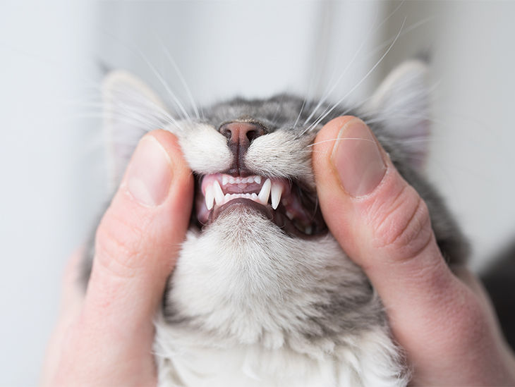 Tierarzt untersucht Katzenzähne – Tierarztkosten