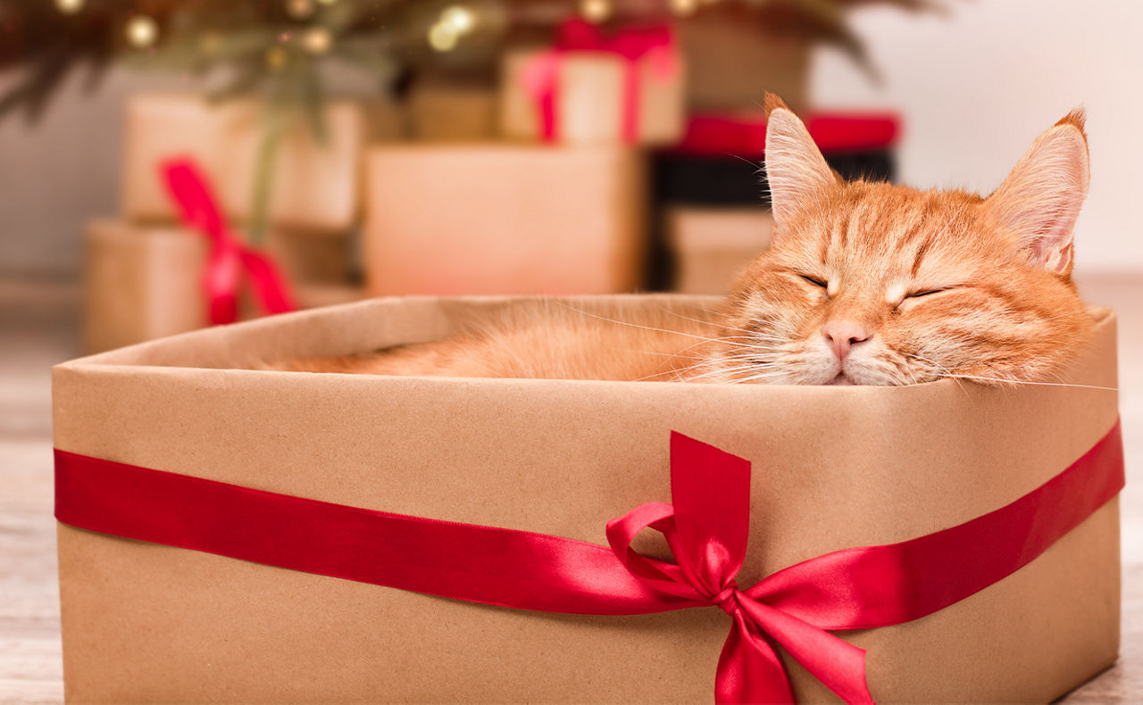Katze liegt in einem Weihnachtskarton