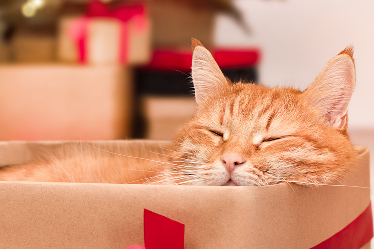 Katze liegt in einem Weihnachtskarton