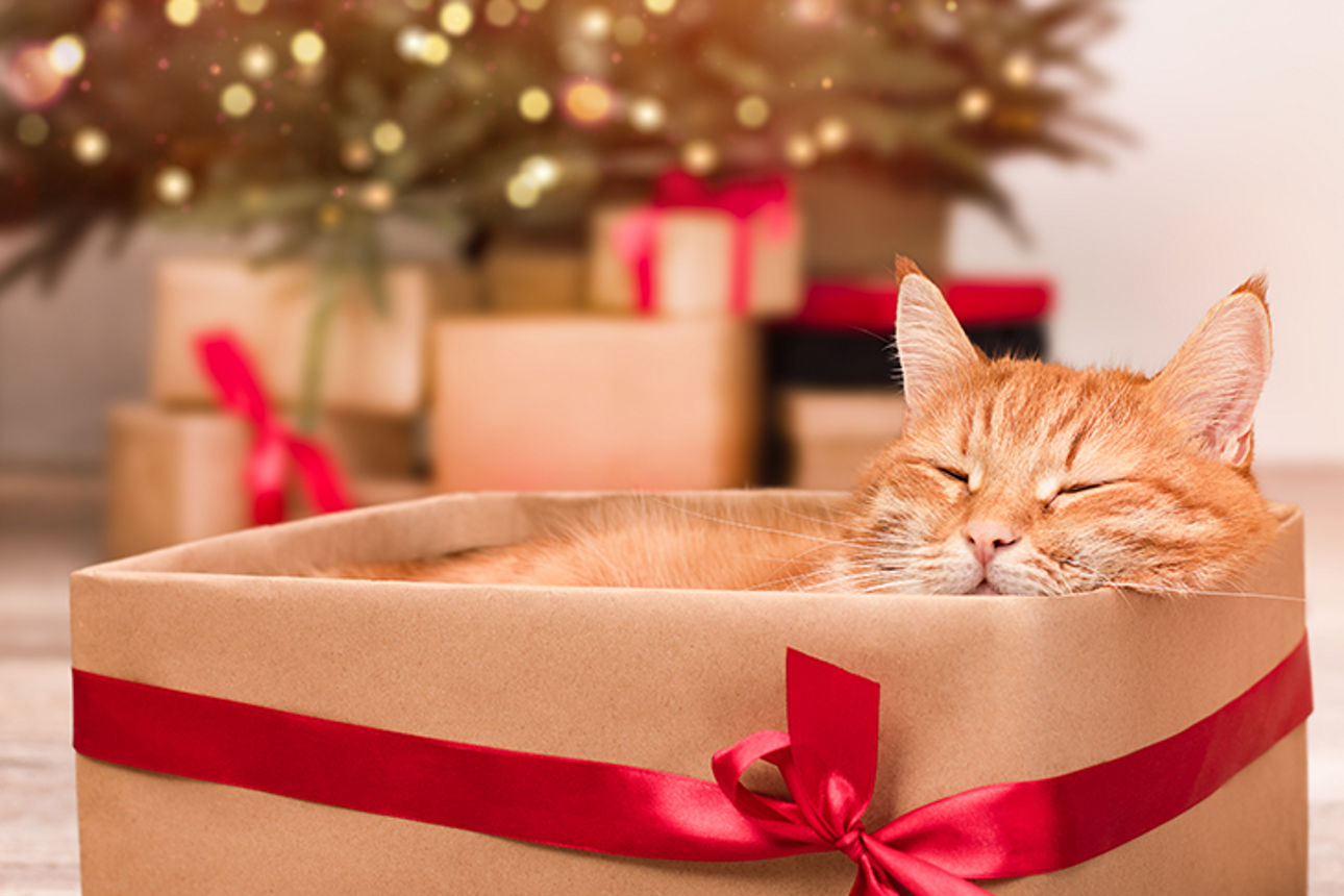 Katze liegt gemütlich in einem braunen Karton mit roter Schleife