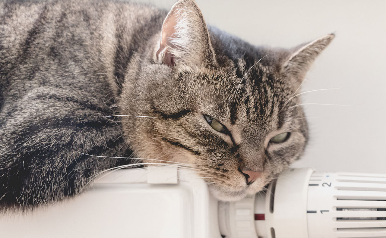 Katze liegt auf einer Heizung
