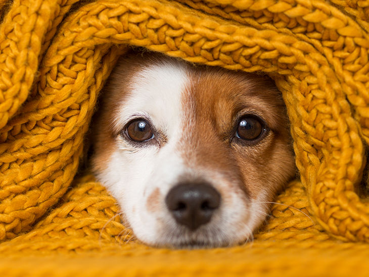 In einer Decke eingewickelter Hund guckt mit dem Kopf heraus