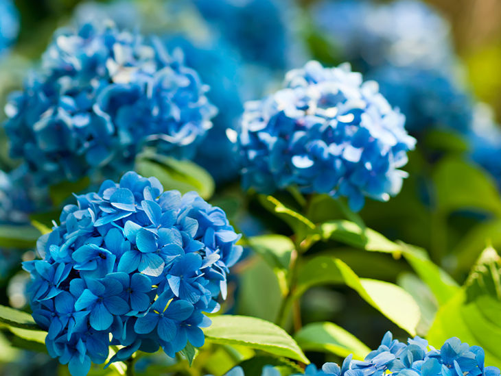 Blaue Blumen