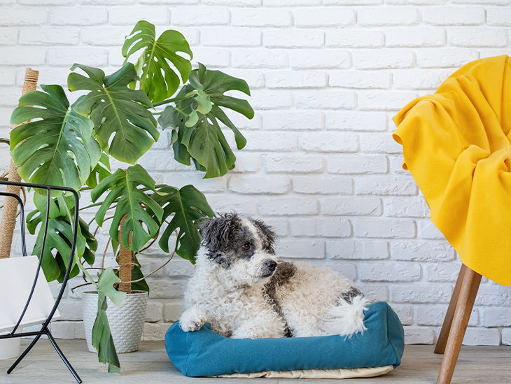 Hund im Korb neben einer mittelgroßen Pflanze