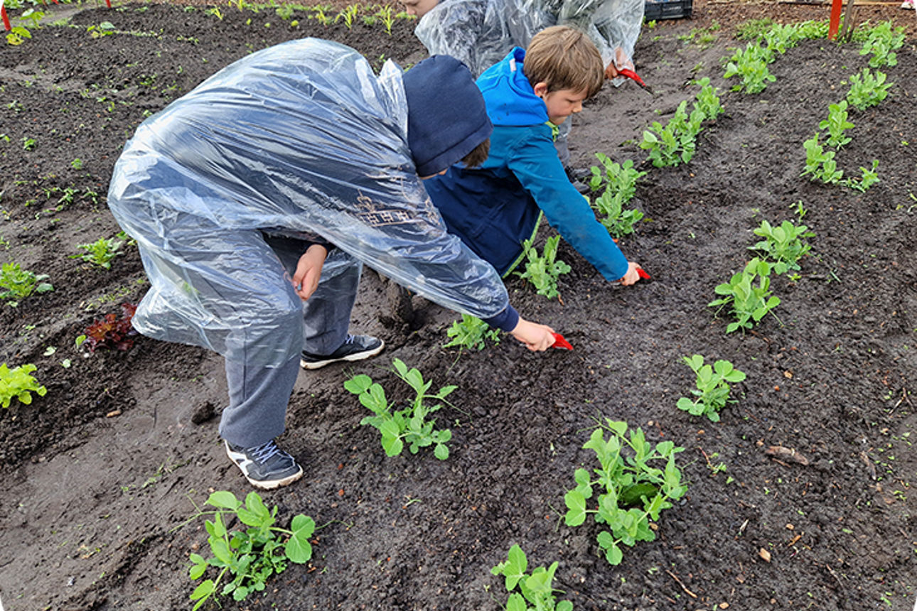 Kinder arbeiten an einem Beet