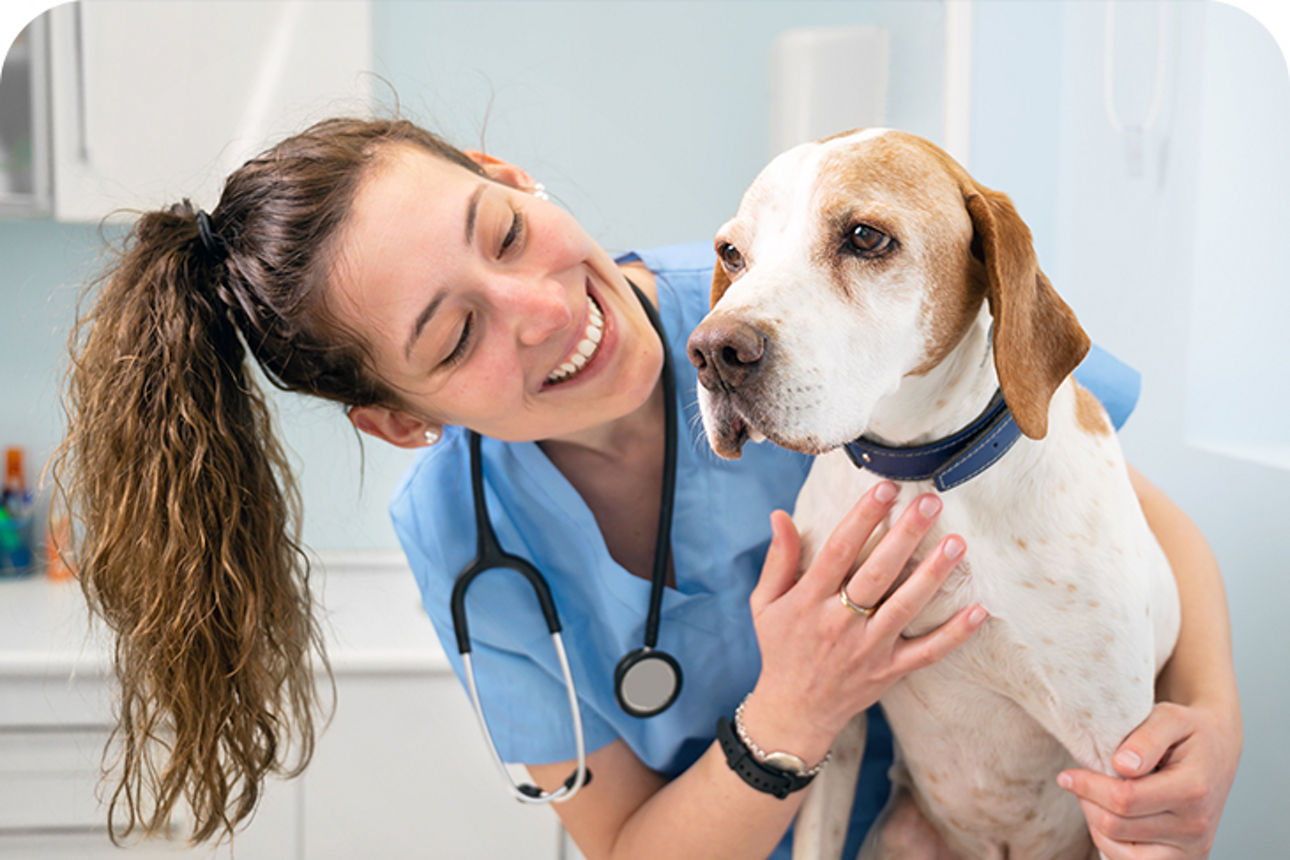 Tierärztin streichelt einen Hund