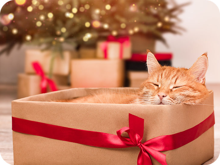 Eine Katze schläft in einem weihnachtlich verpacktem Geschenkkarton