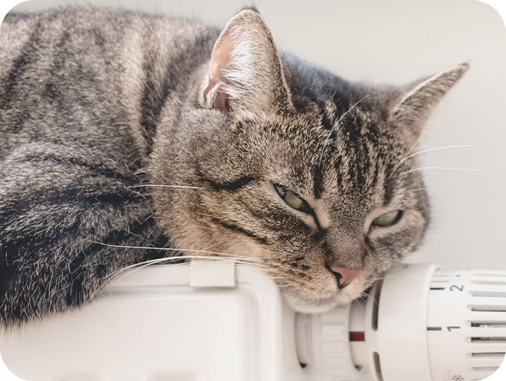 Katze liegt dösend auf einer Heizung
