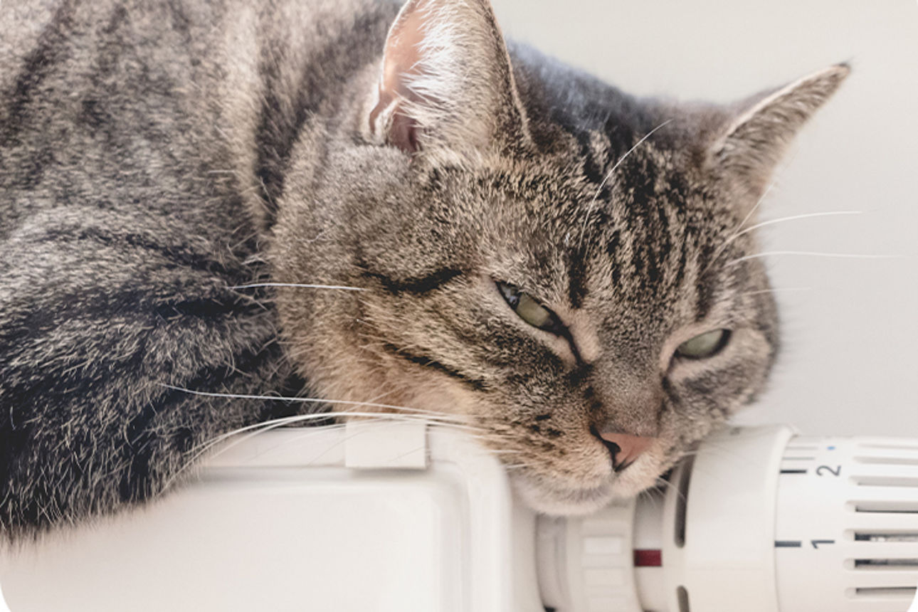 Katze liegt dösend auf einer Heizung