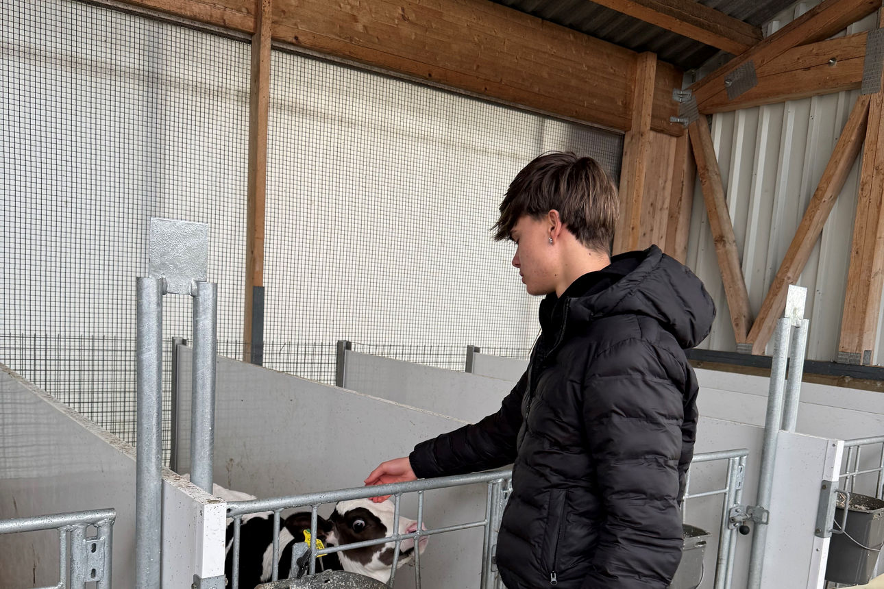Emil im Stall der Milchviehanlage Langenwolmsdorf KG