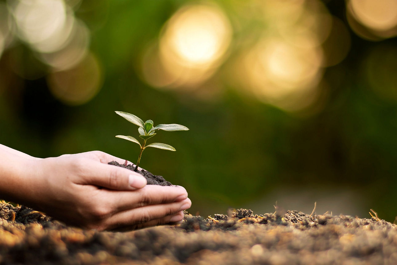 Heranwachselde Pflanze