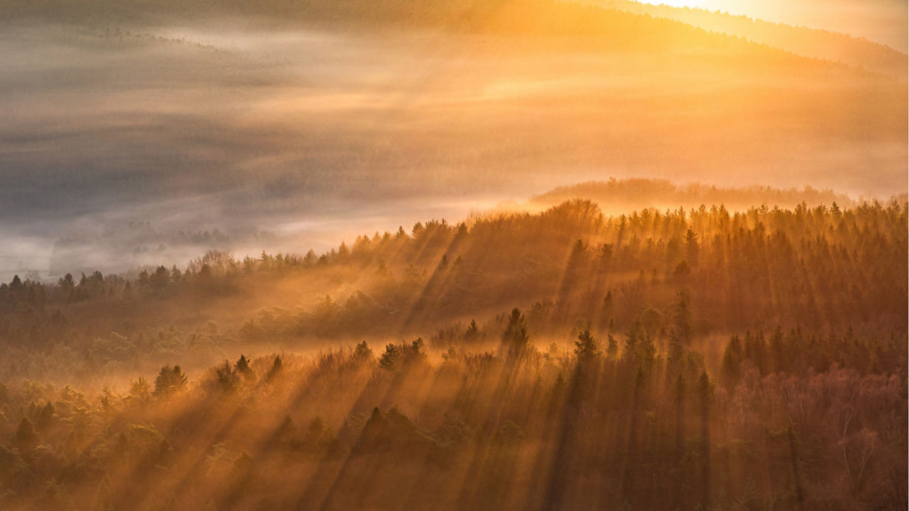 Waldlandschaft im Sonnenuntergang.