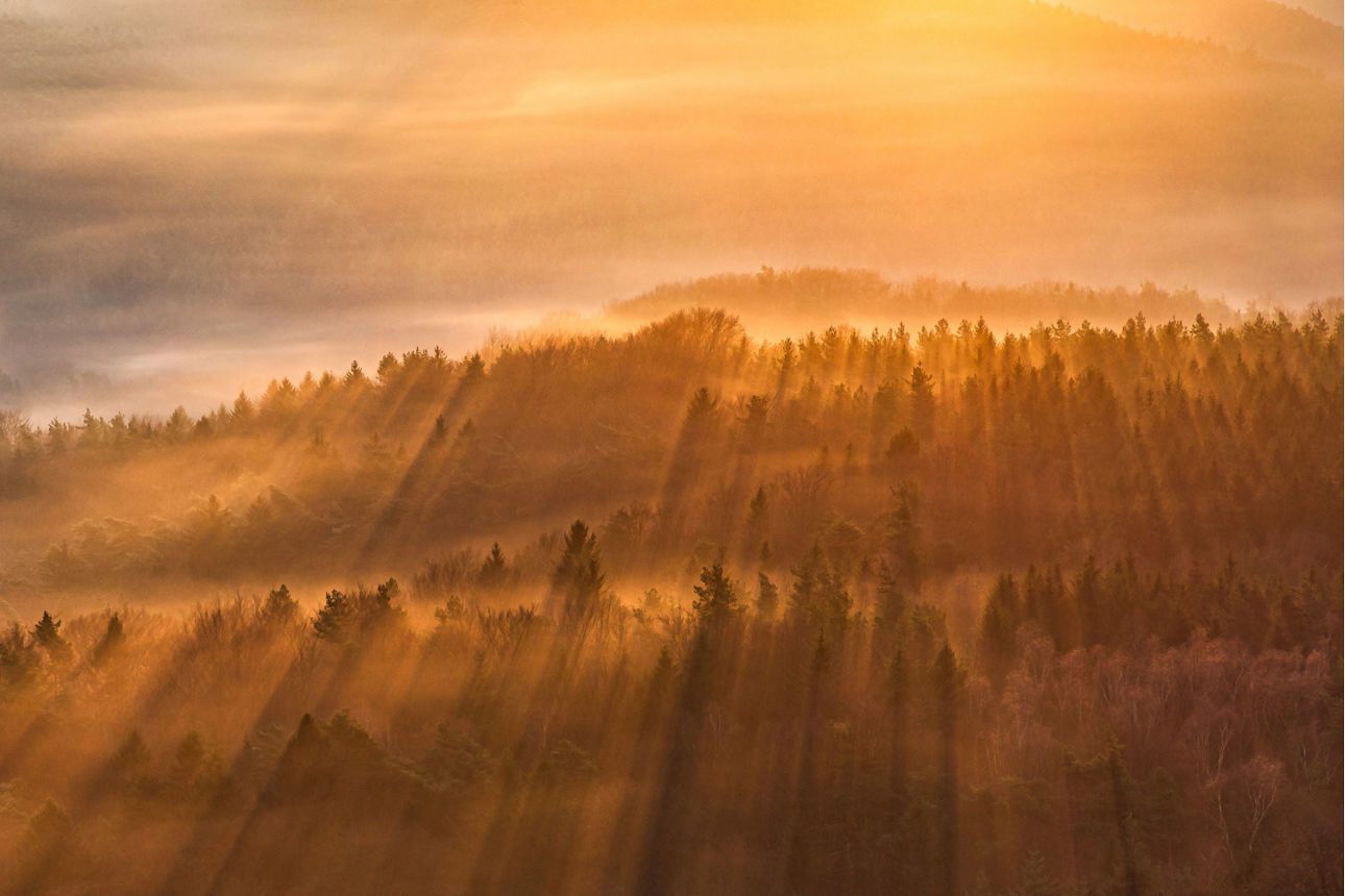 Waldlandschaft im Sonnenuntergang.