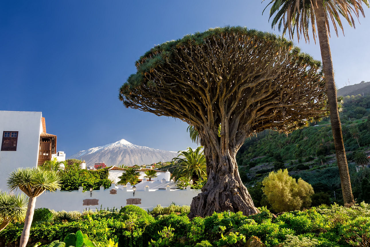 Großer Baum und weißes Ferienhaus auf Teneriffa.