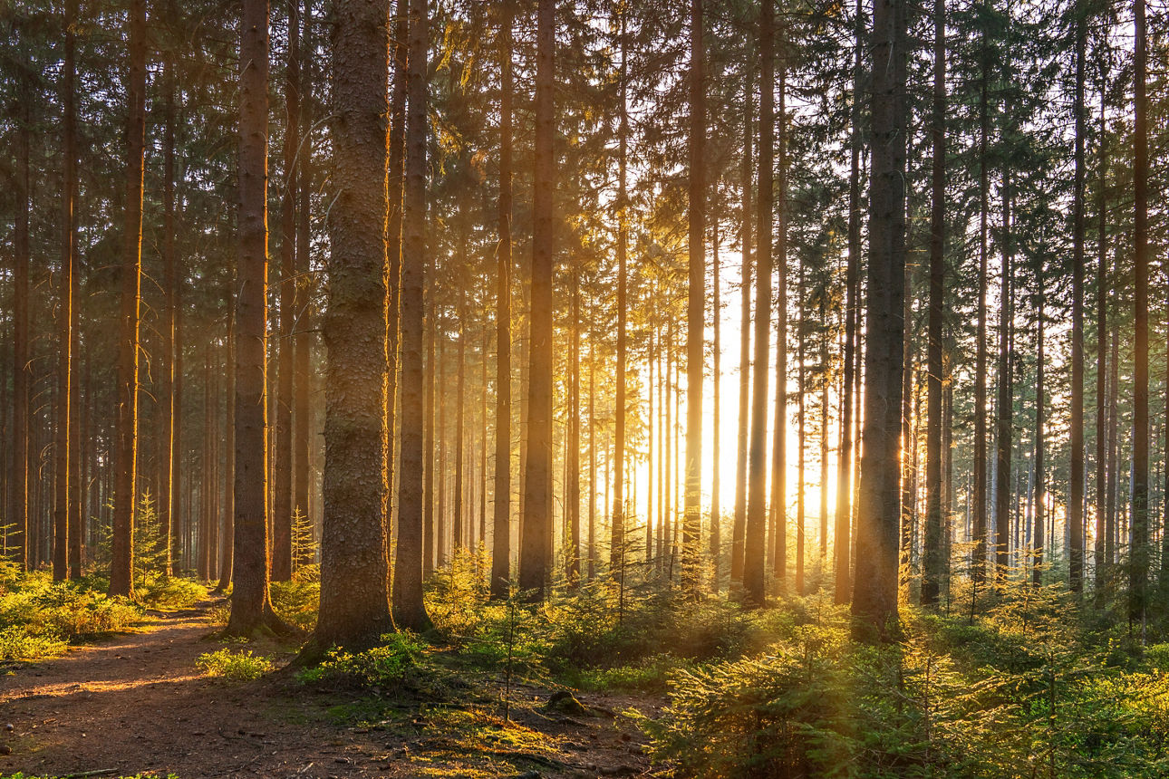 Wald mit Sonnenstrahlen