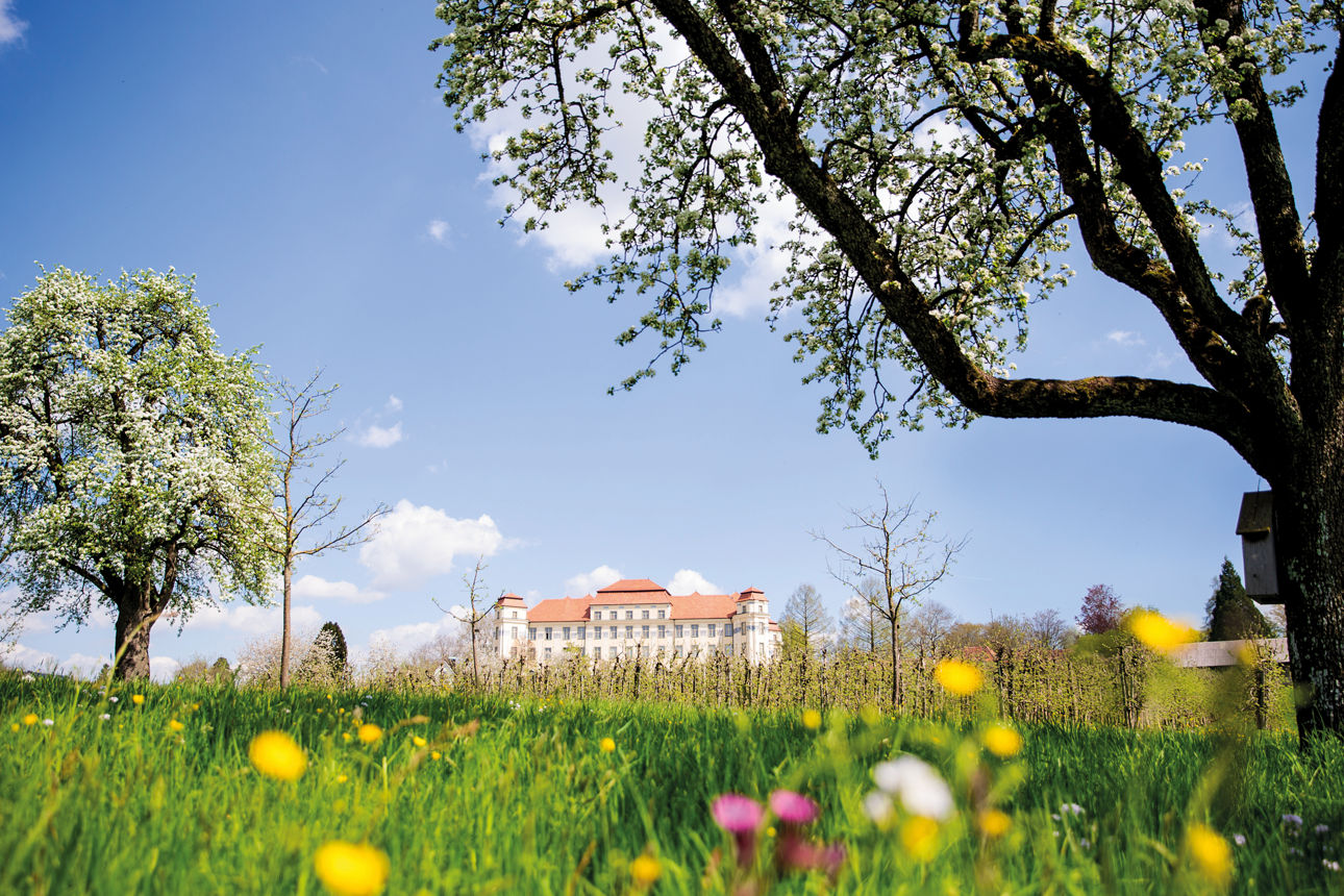 Tettnang Schloss und Wiese mit Bäumen