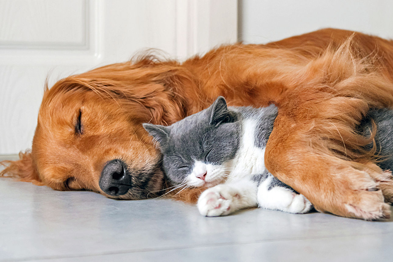 Hund und Katze schlafen auf dem Boden