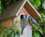 Vögel sitzen in einem bunten Vogelhaus