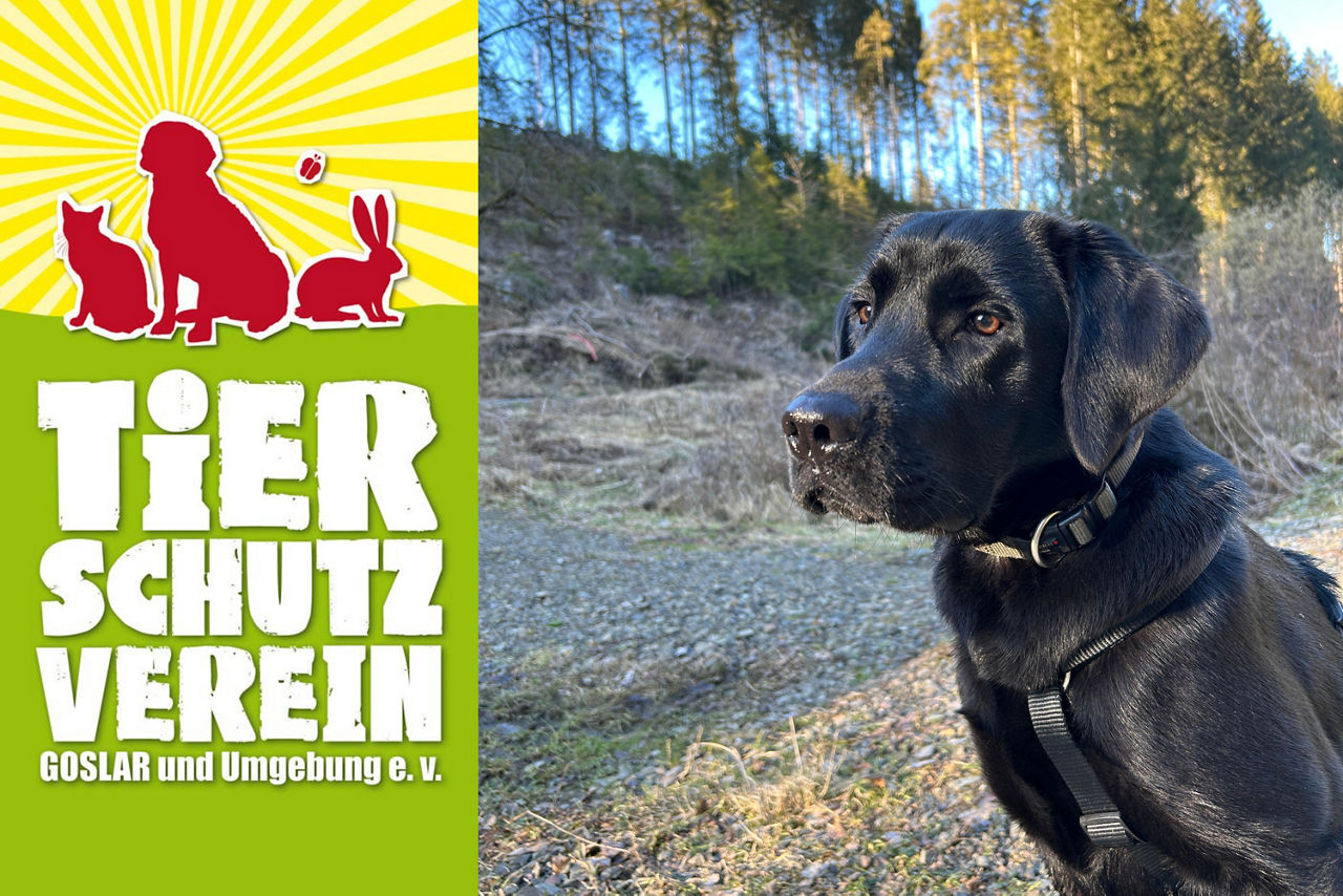 Schwarzer Hund und daneben die Schrift "Tierschutzverein"