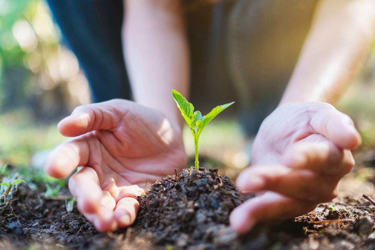 Closeup image of people holding and planting a small tree on pile of soil
