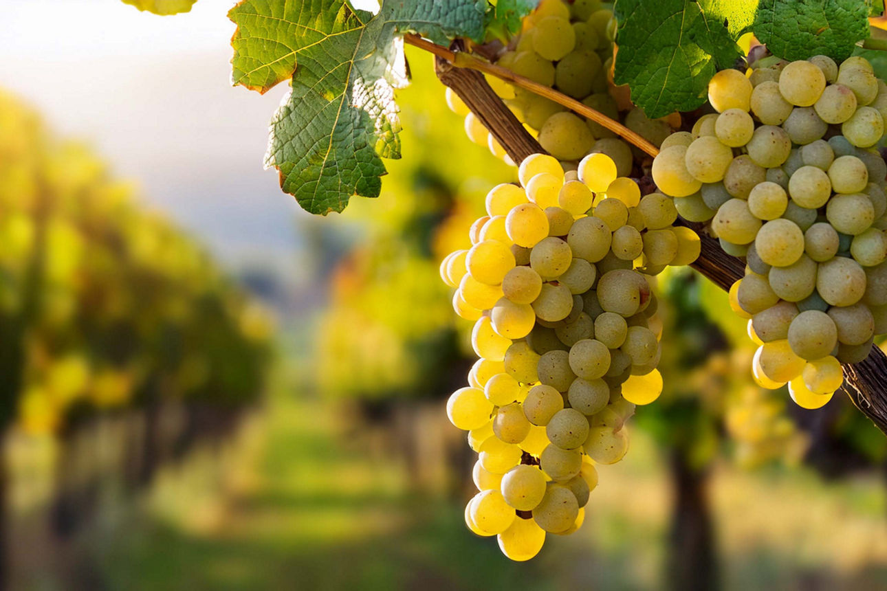 Viele gelbe Trauben hängen an einer Pflanze. Dahinter sieht man Reihen von Weinreben im Sonnenlicht.