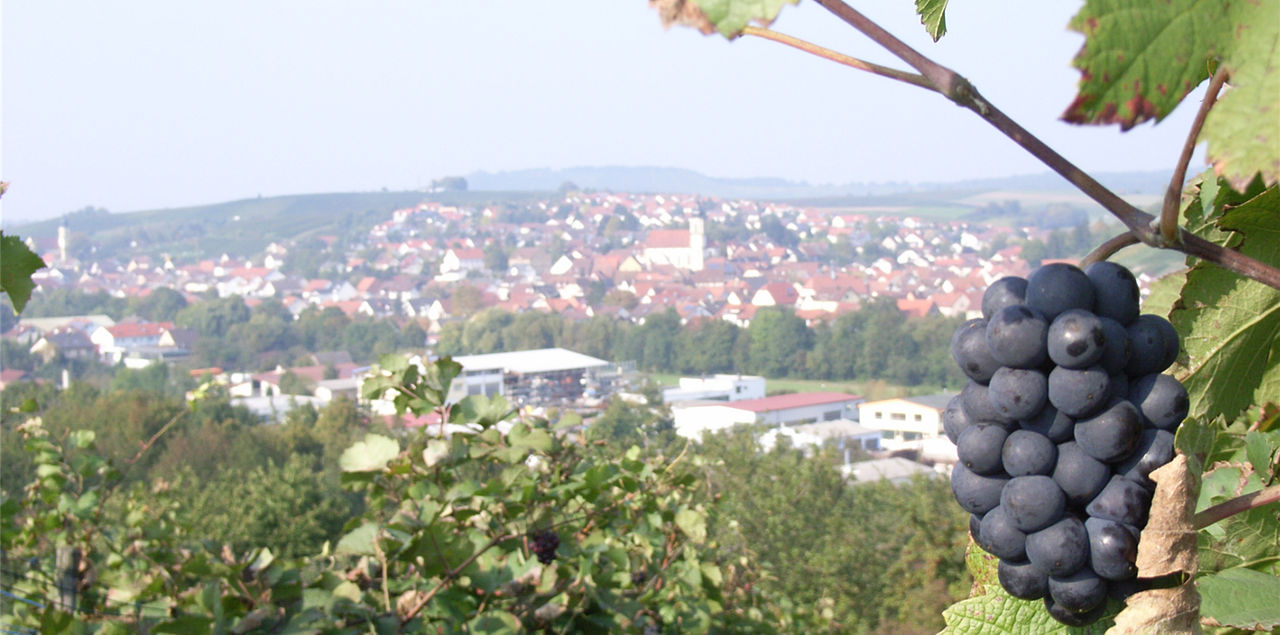 Blick vom Schemmelsberg auf Erlenbach mit Weintraube im Vordergrund