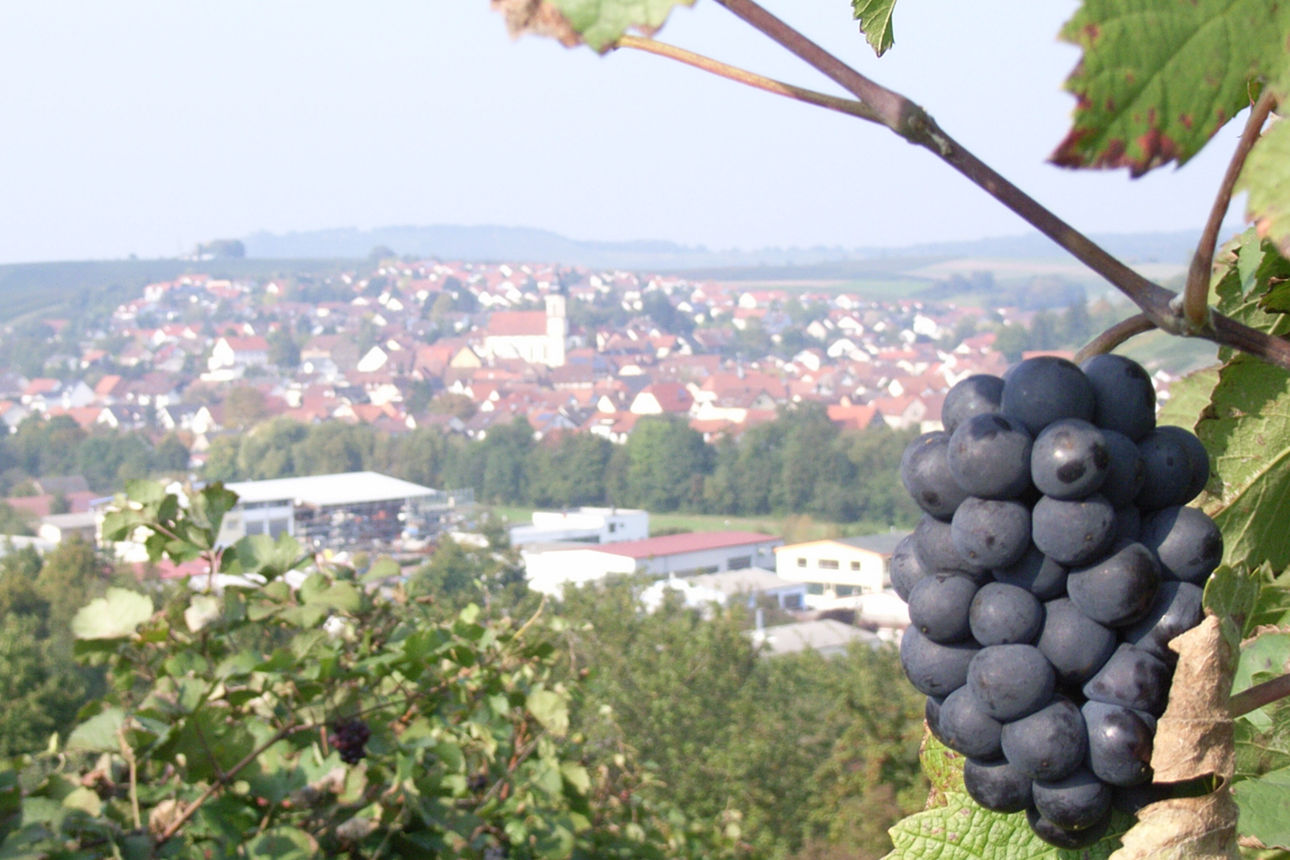 Blick vom Schemmelsberg auf Erlenbach mit Weintraube im Vordergrund
