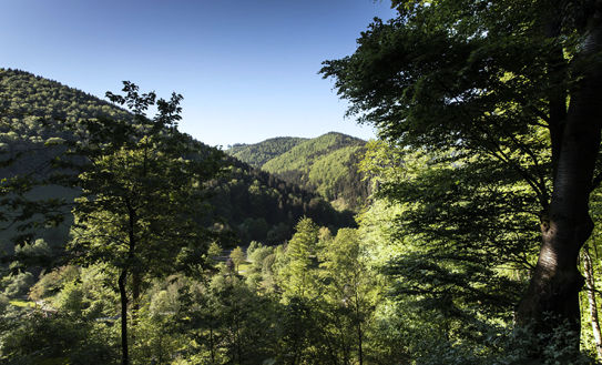 Ein dichter, grüner Wald erstreckt sich über eine hügelige Landschaft unter klarem, blauem Himmel. Im Vordergrund rahmen hohe