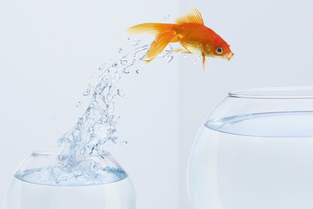 Goldfisch springt in größerers Glas