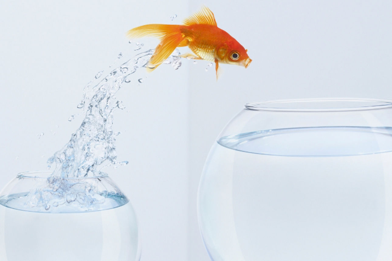 Goldfisch springt in größerers Glas