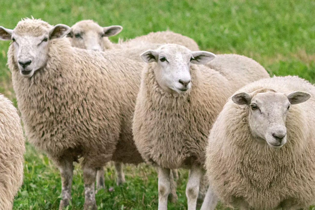 Schafe auf Weide