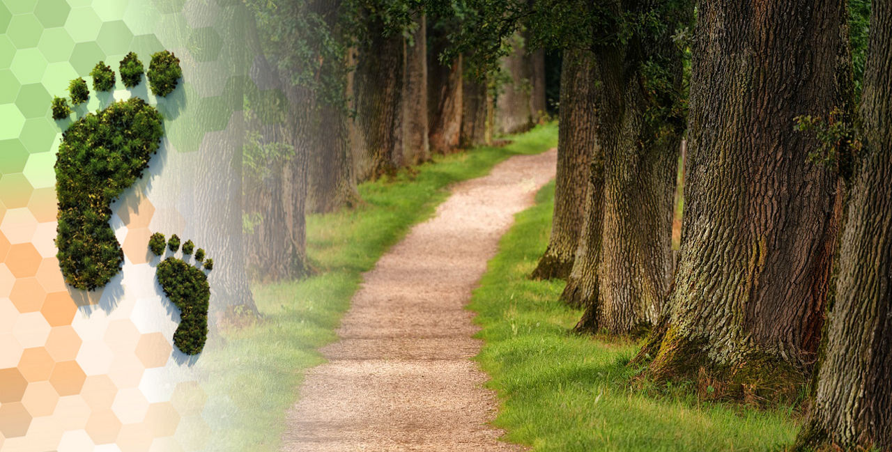 Waldweg durch eine Baumallee mit grafischen Fußabdrücken