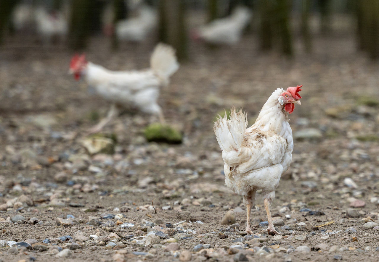 Weiße Legehennen  im Freilandstall