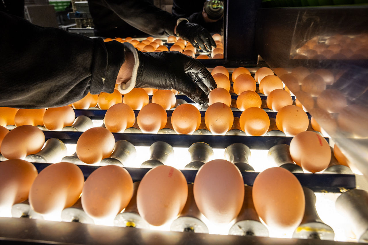 Qualitätskontrolle: Das Durchleuchten der Eier macht Schäden in der Schale sichtbar 