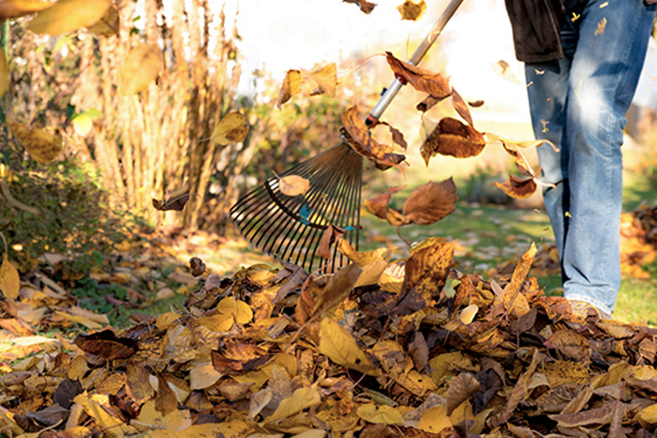 Eine Person wirbelt im herbstlichen Garten mit einer Blätterharke Laub auf