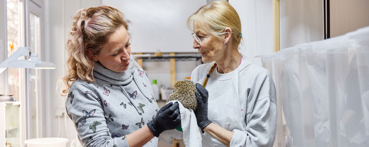 Eine Tierärztin untersucht einen Igel