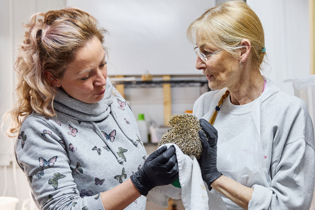 Eine Tierärztin behandelt mit der Hilfe einer weiteren Frau einen Igel