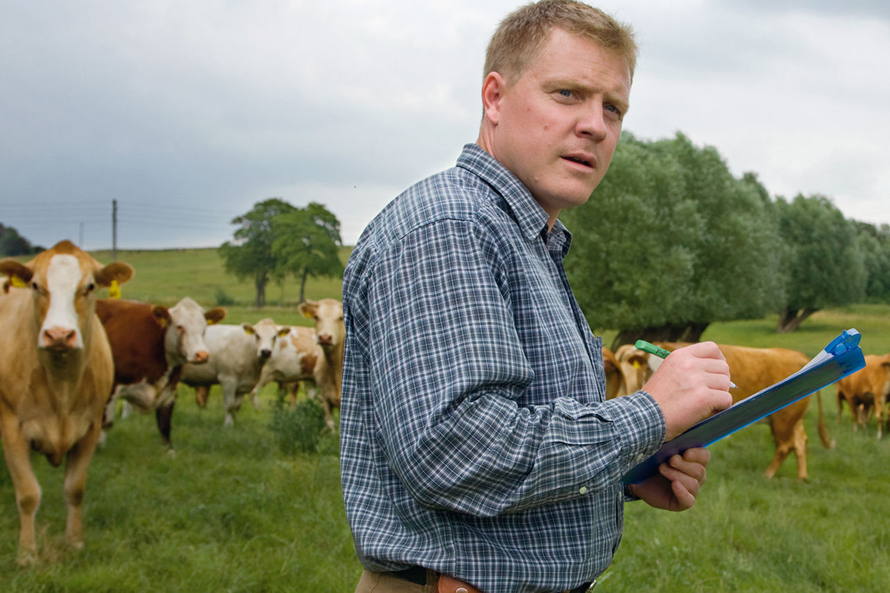 Landwirt auf einer Wiese vor einer Kuhherde