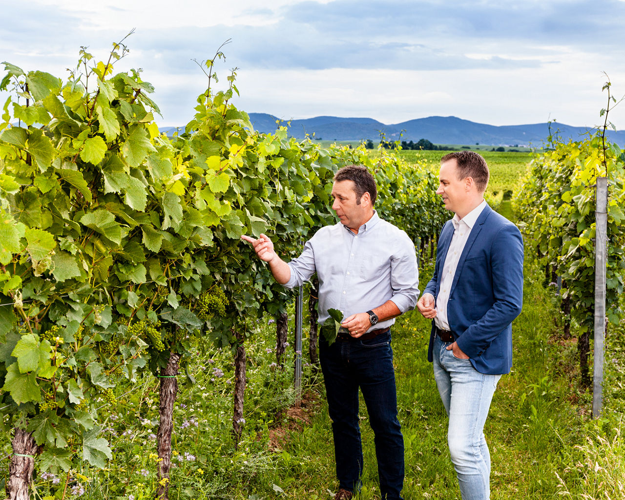 Zwei Männer stehen im Weinberg und betrachten gemeinsam die Reben