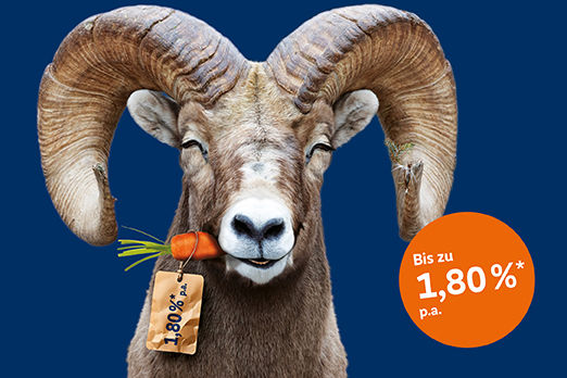 Widder mit Karotte im Maul wirbt für 1,80 % Zinsen p.a. bei der VR-Bank – sichere Geldanlage mit 35 Tagen Kündigungsfrist.