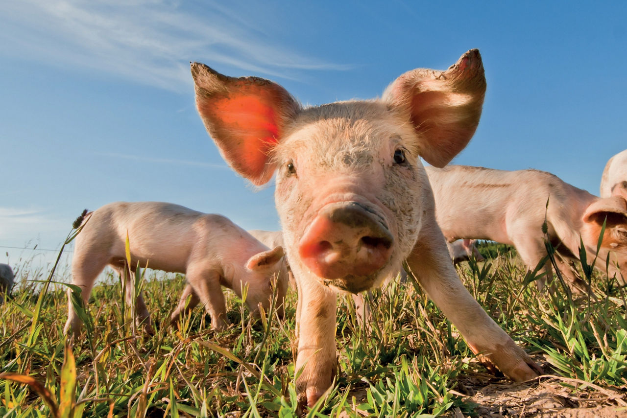 Ein kleines Schwein schaut ins Bild