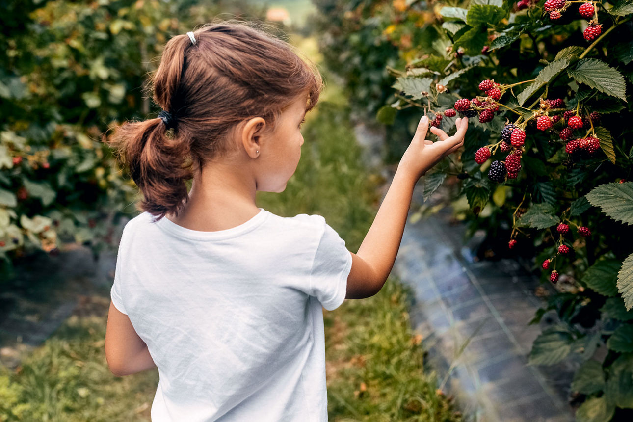 Mädchen pflückt im Garten Beeren