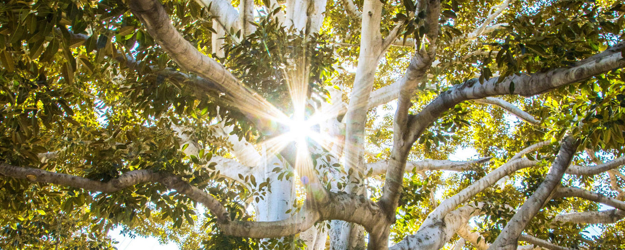 Baum im Sonnenschein