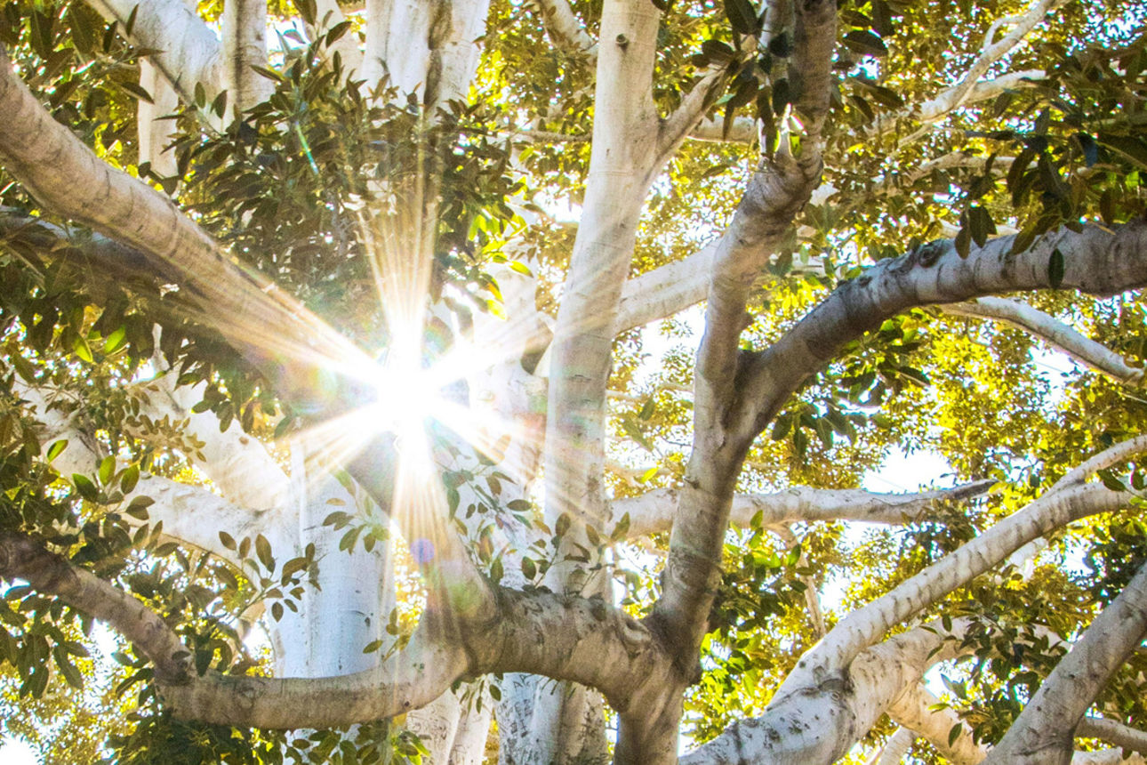 Baum im Sonnenschein